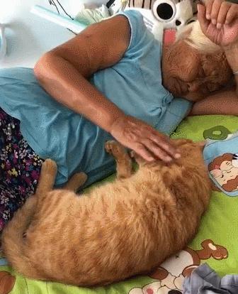 钟南山院士建议孕妇养猫狗原视频,钟南山院士谈养猫预防哮喘