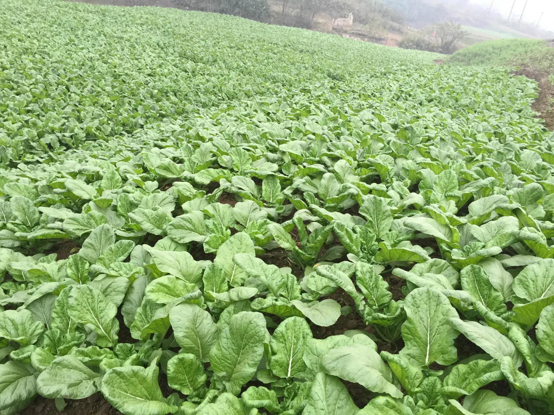 咸菜做法,咸菜批发的进货渠道