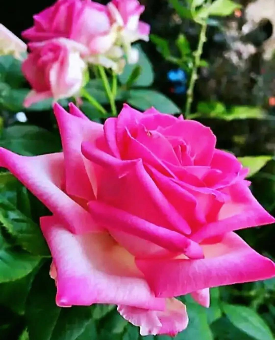 头条新手创作注意事项,头条创作注意哪些事项