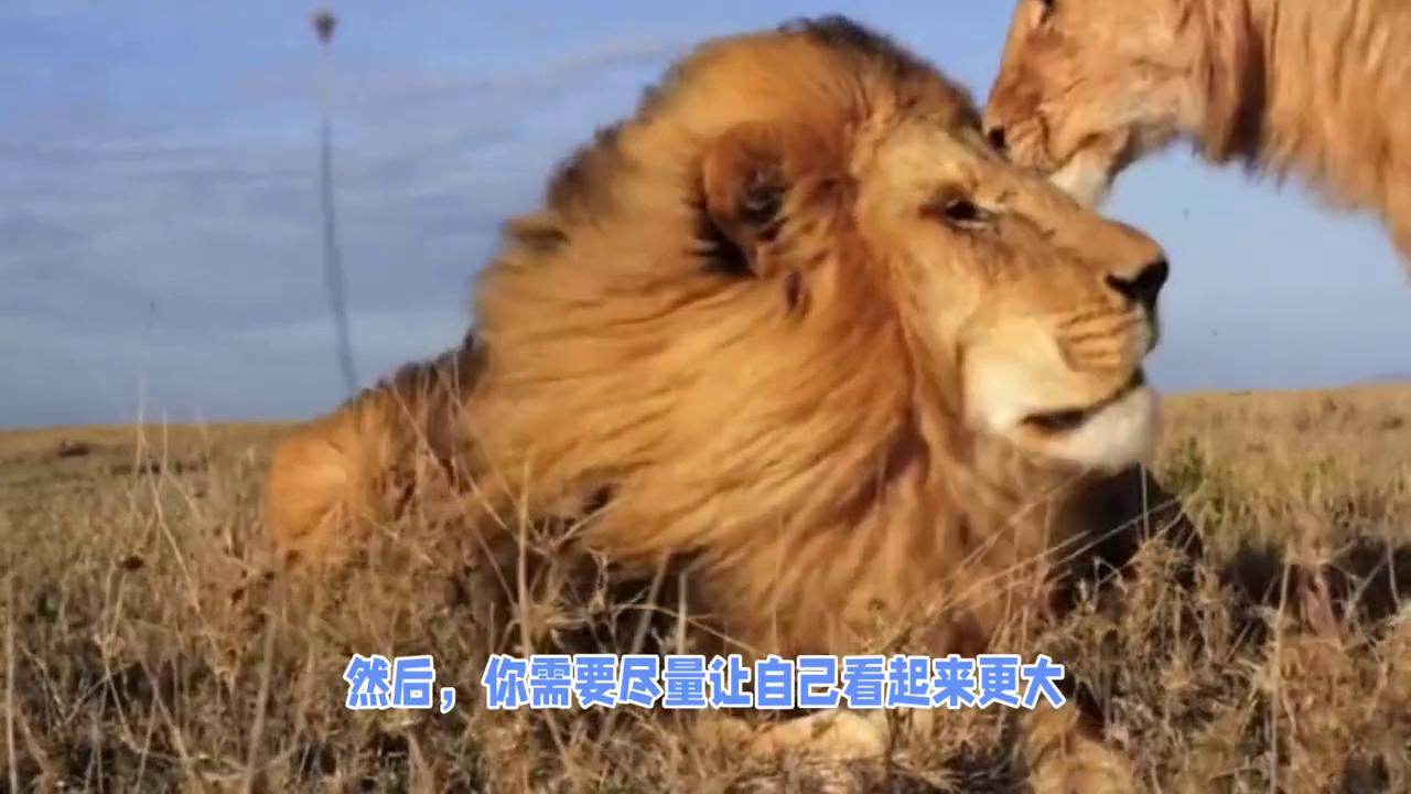 非洲土著小孩遇到狮子自救,非洲遇到狮子自救