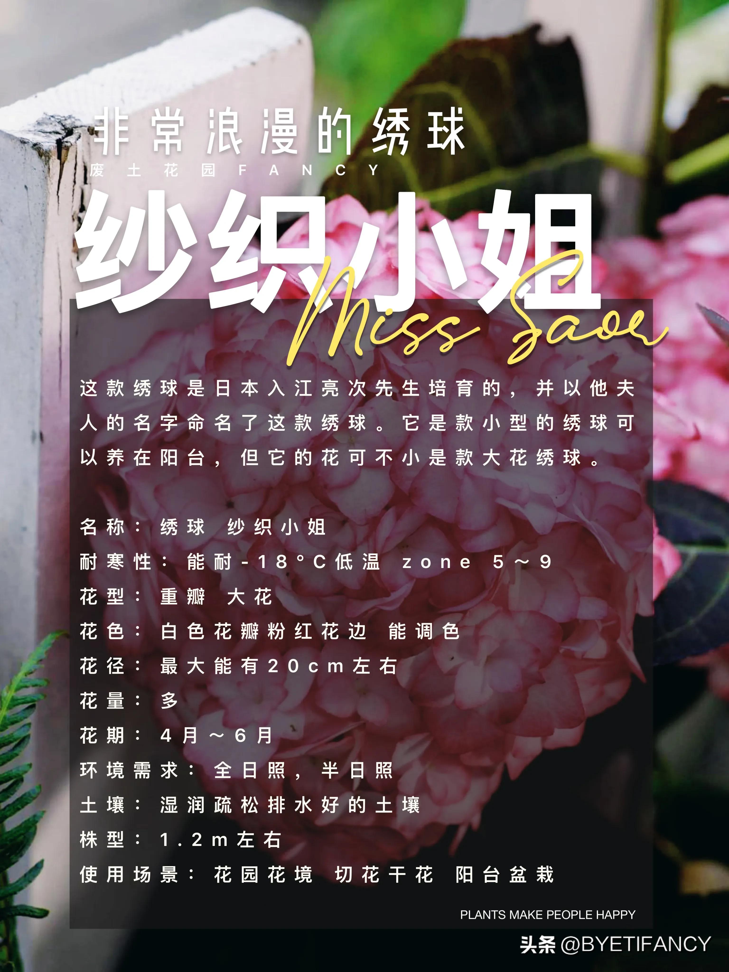 纱织小姐绣球好养吗,纱织小姐与塞布丽娜绣球区别