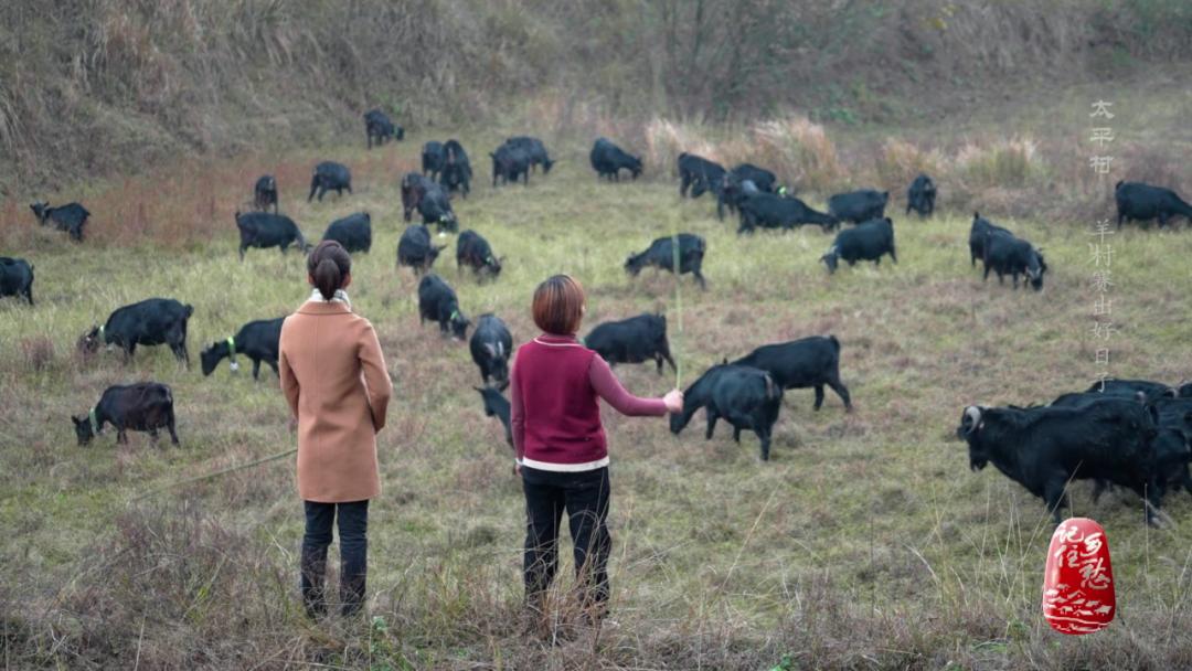 咩咩咩！听羊村“黑宝贝”，奏响山村致富曲