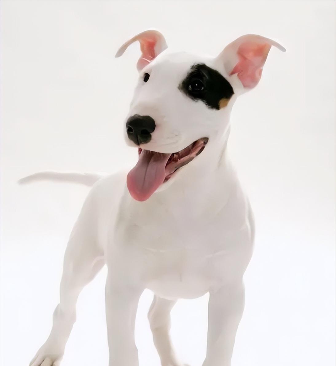 女子与狗狗共享生活，医院检查揭示令人惊讶的结果