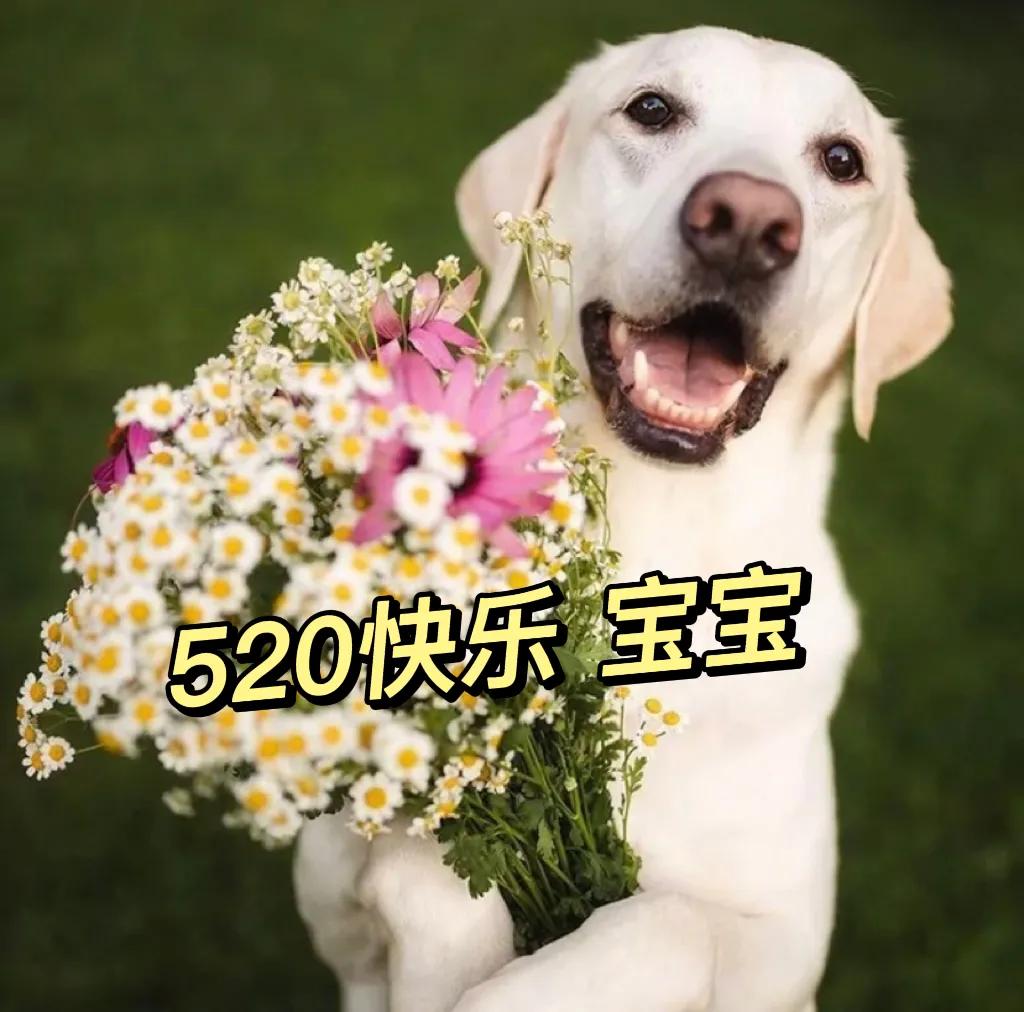 狗狗呕吐拉稀不吃东西还能活多久,狗狗老了站不起来了还能活多久