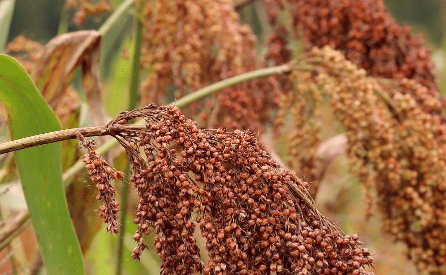 最近美国赴中国游客数量,大量欧美人涌入中国旅游