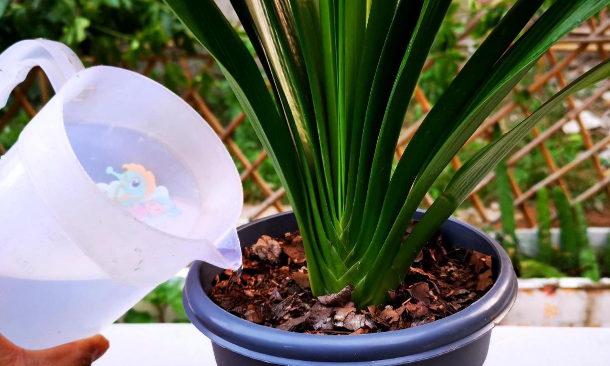 如何正确的给君子兰浇水,君子兰长箭时怎样浇水