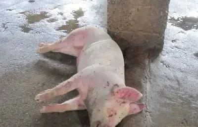 猪突然倒地全身颤抖怎么回事,猪突然尖叫喘气倒地是什么原因