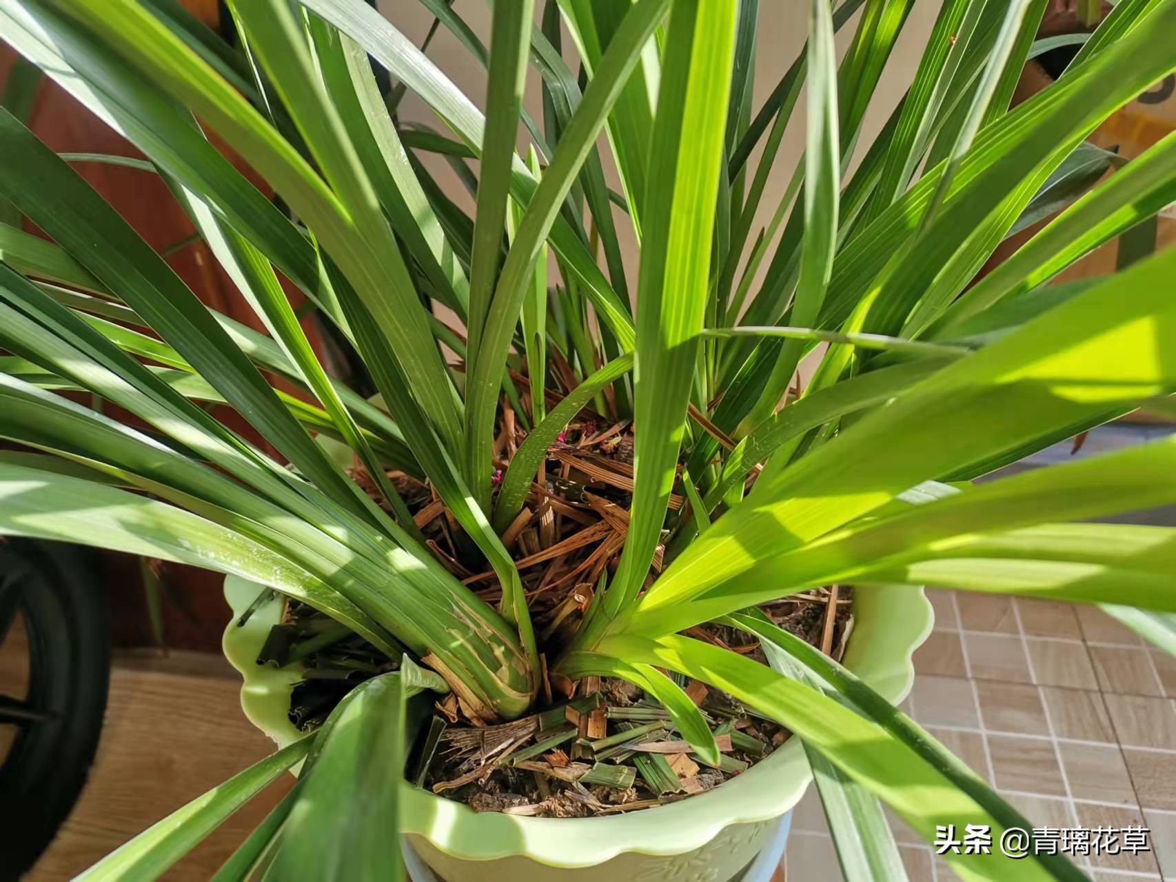 骗人花,四种坑人花