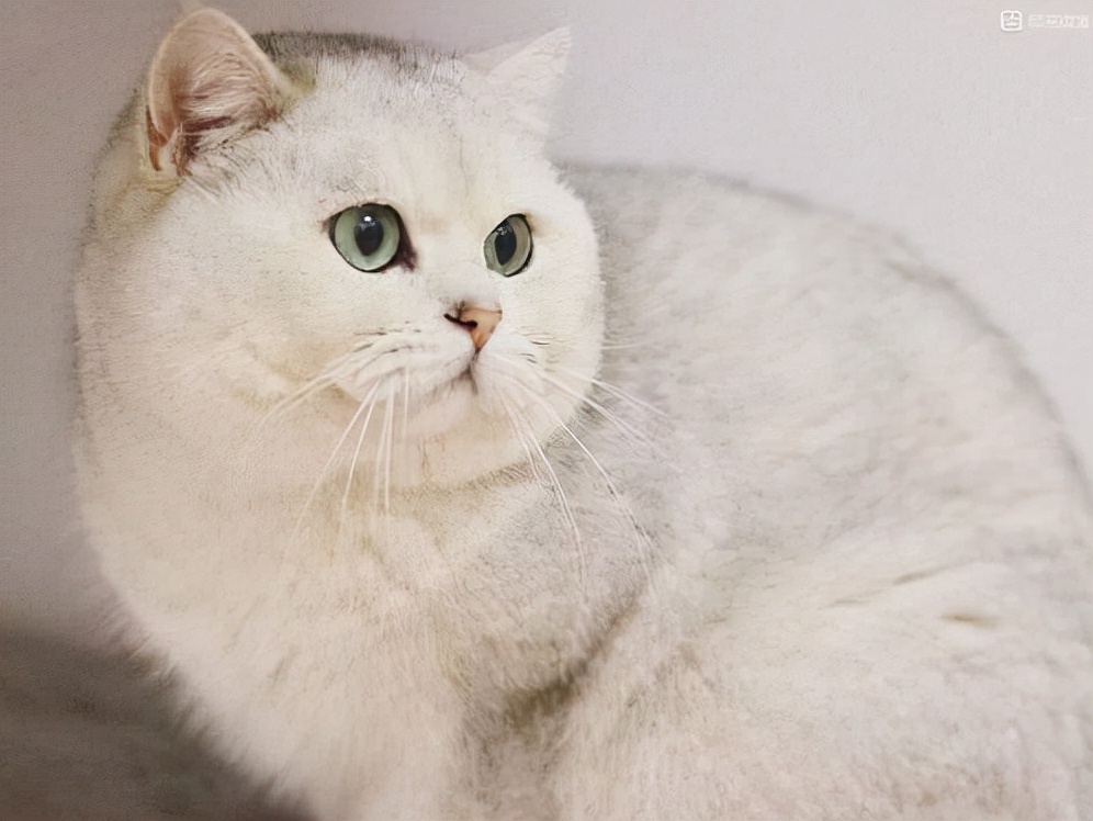 给猫咪喝什么奶,猫咪喝狗奶