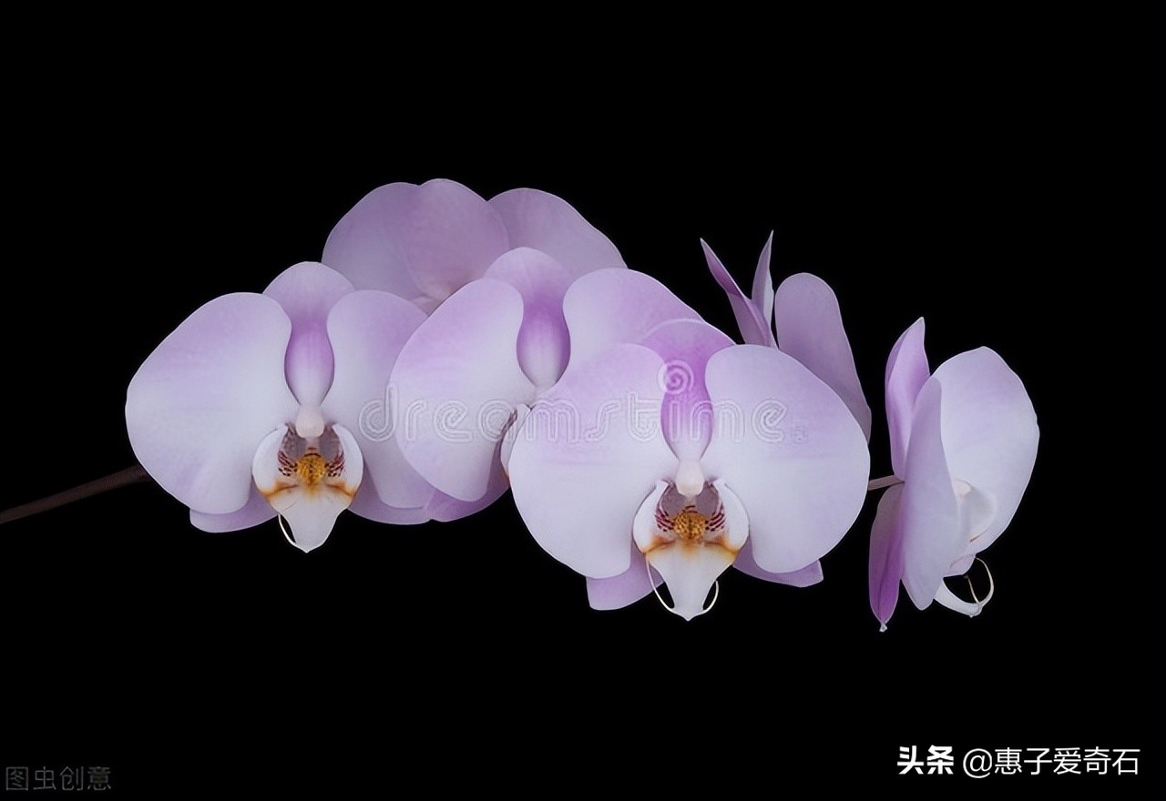 赞美花中四君子的古诗有哪些,赞美花中四君子的诗句