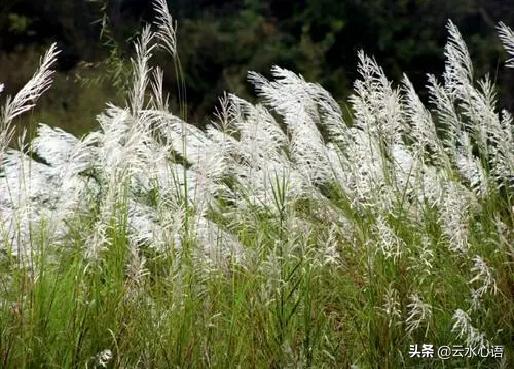 南宋杨万里七律咏春风,杨万里七律咏桂