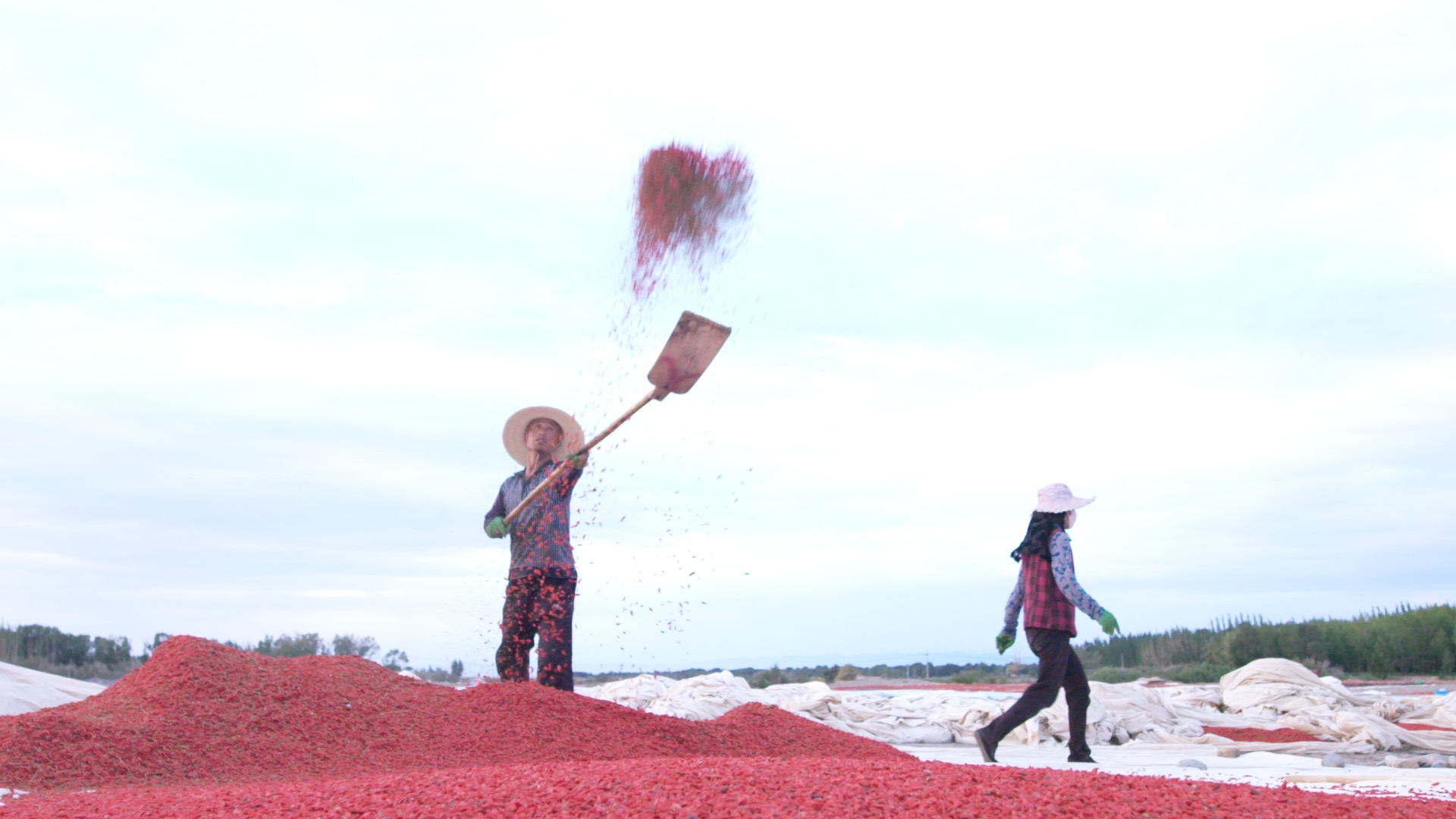 青藏高原诺木洪枸杞,青海诺木洪枸杞什么时候采摘结束