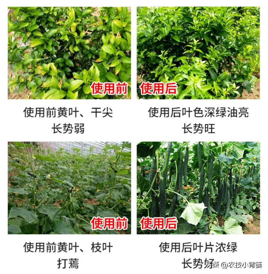 三分钟学会菌剂和菌肥的区别,菌剂和菌肥怎么选择