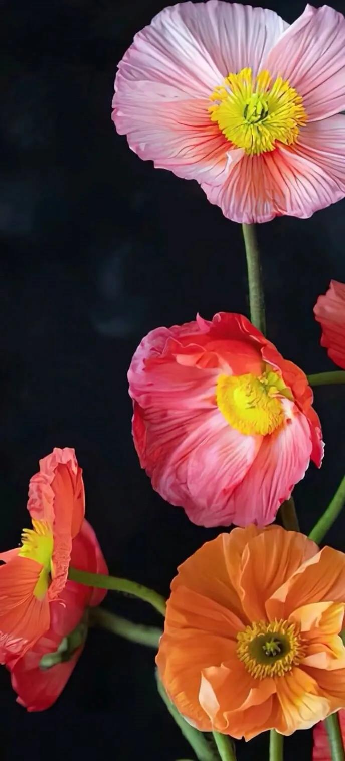 上班励志高清壁纸4k全屏电脑壁纸,黑鲨壁纸动态壁纸高清全屏90帧