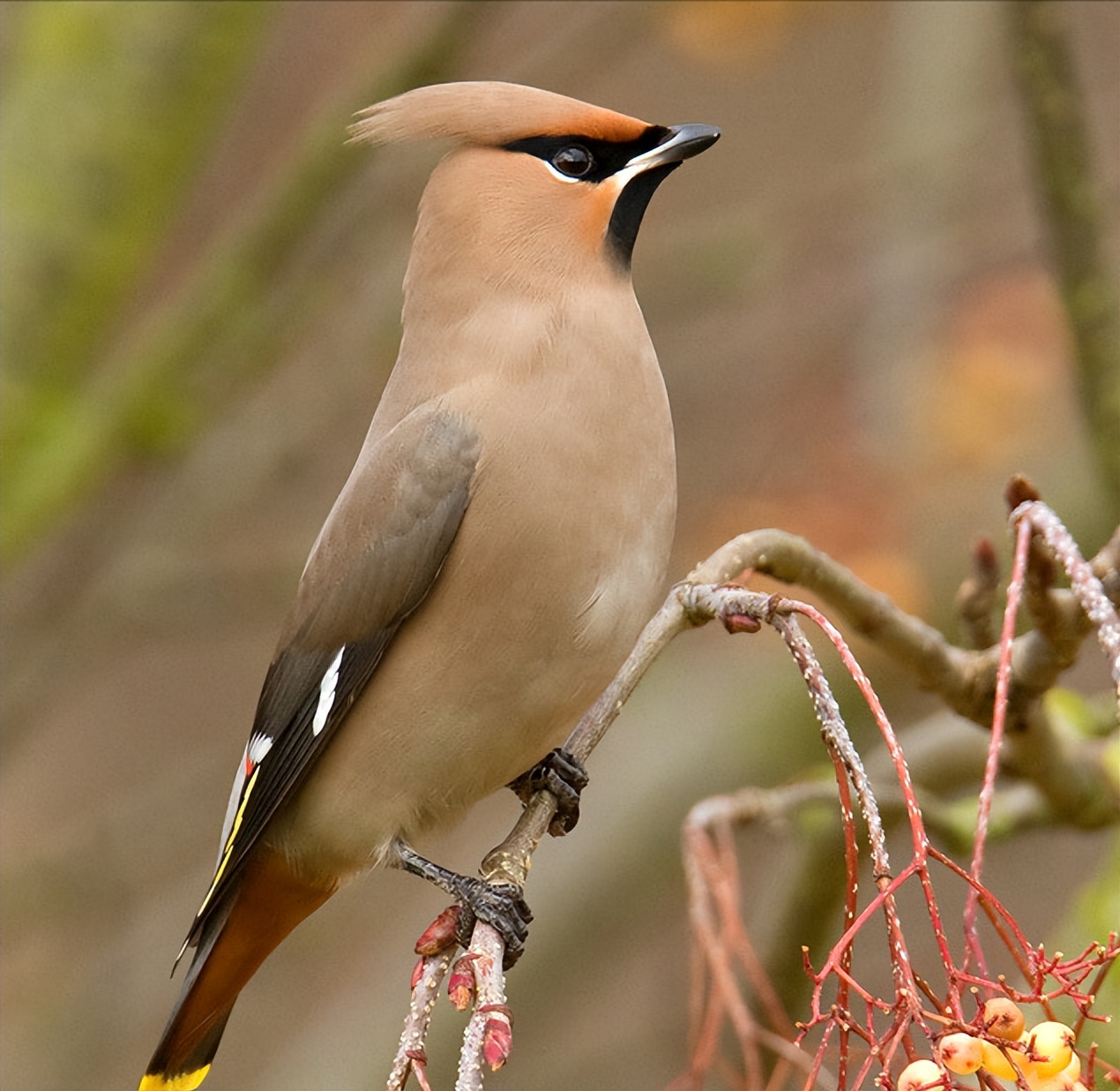 50张最佳鸟类摄影作品,鸟儿大全大图