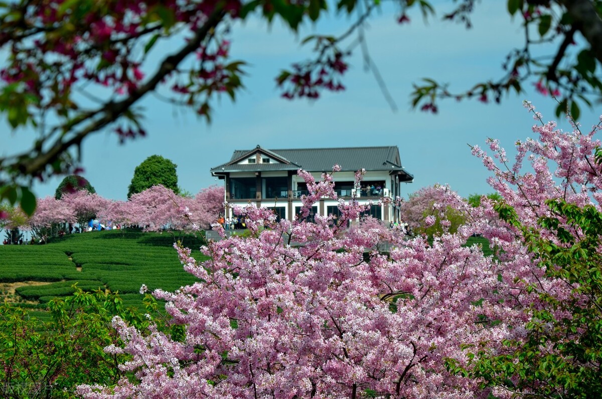 福建浪漫樱花打卡地,福建赏樱花的地方