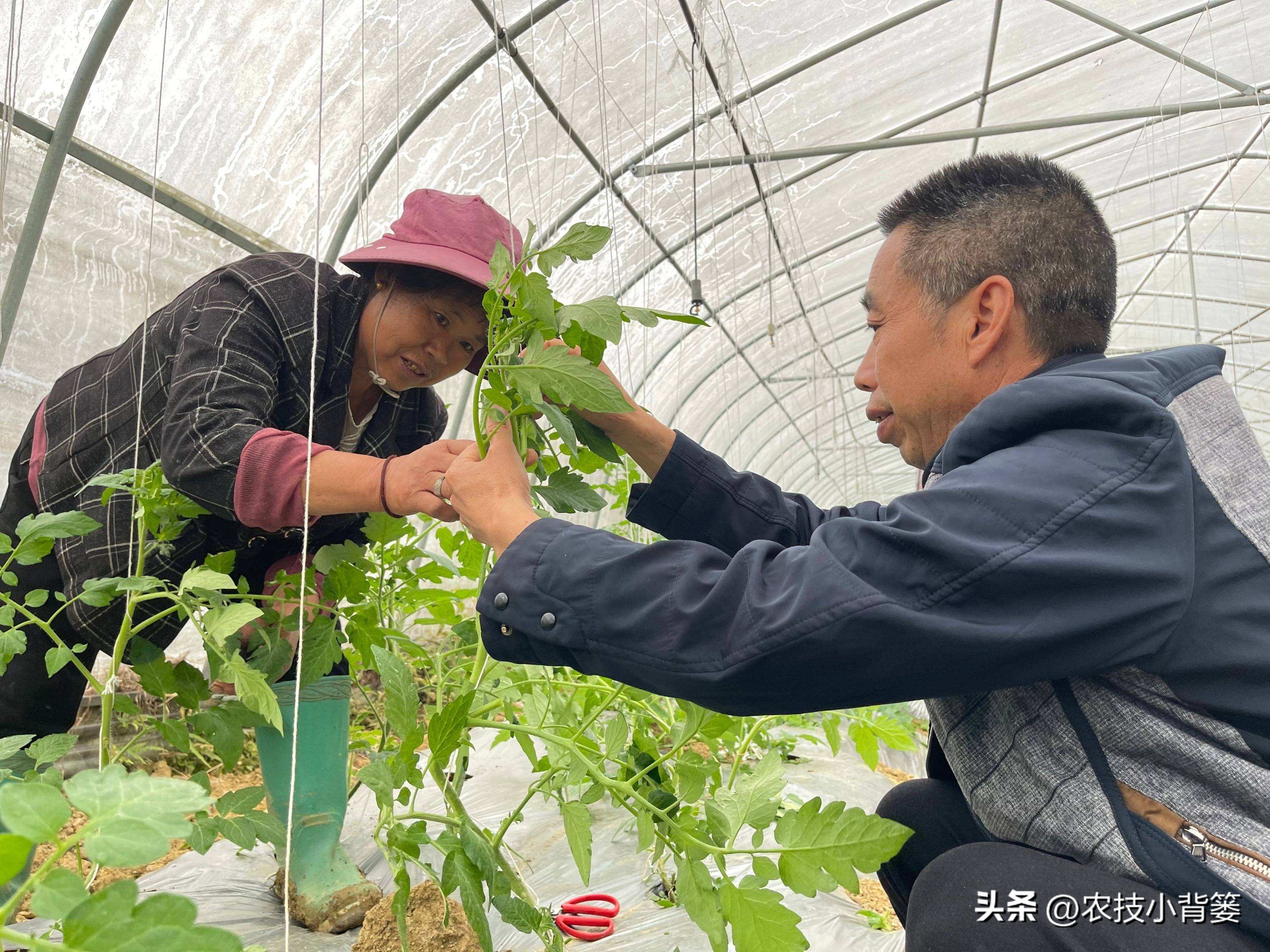 粉虱虫打什么农药,粉虱要用什么农药才能消灭