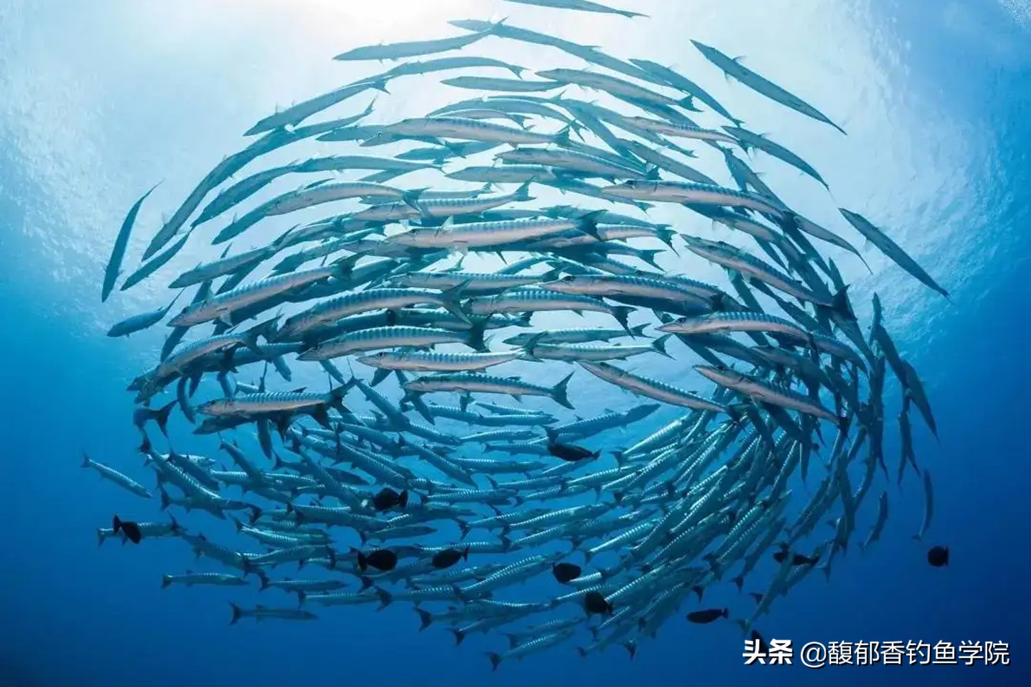 梭鱼该用什么饵钓,钓梭鱼用什么饵最好呢视频