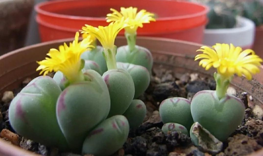 多肉植物石头开花,多肉石头花秋季