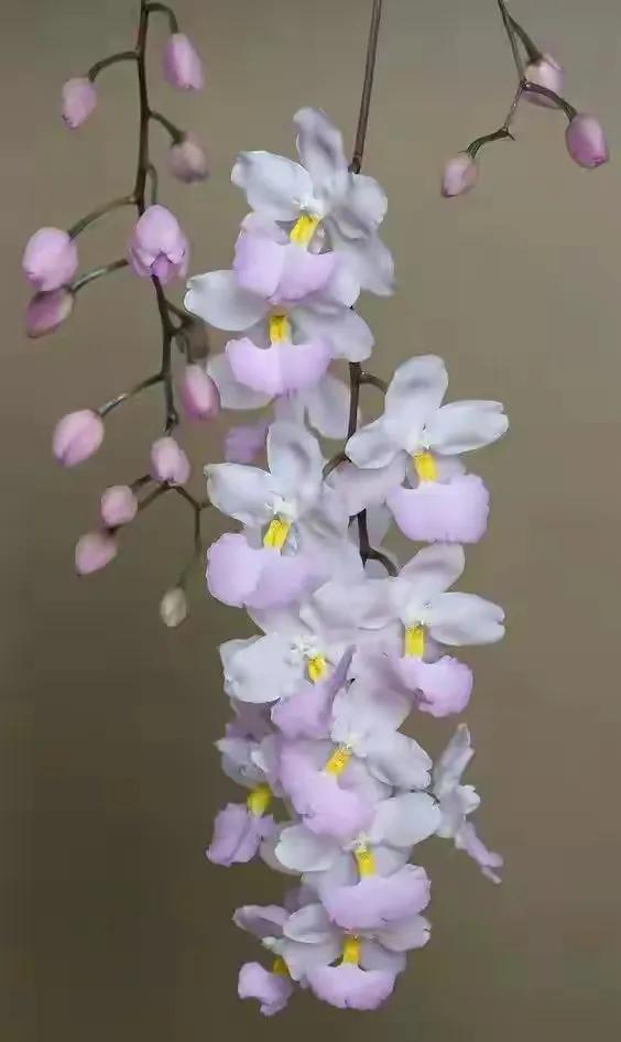 十种最有名的兰花图片,最美的100种兰花图片