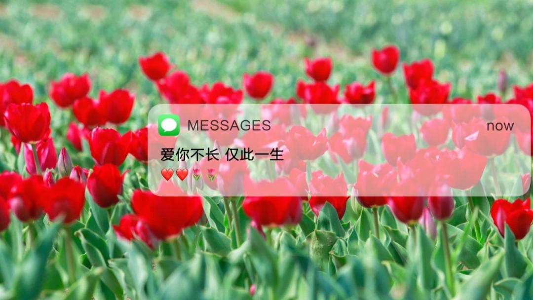 郁金香的花语是永远的爱,郁金香花语是永恒的爱与祝福