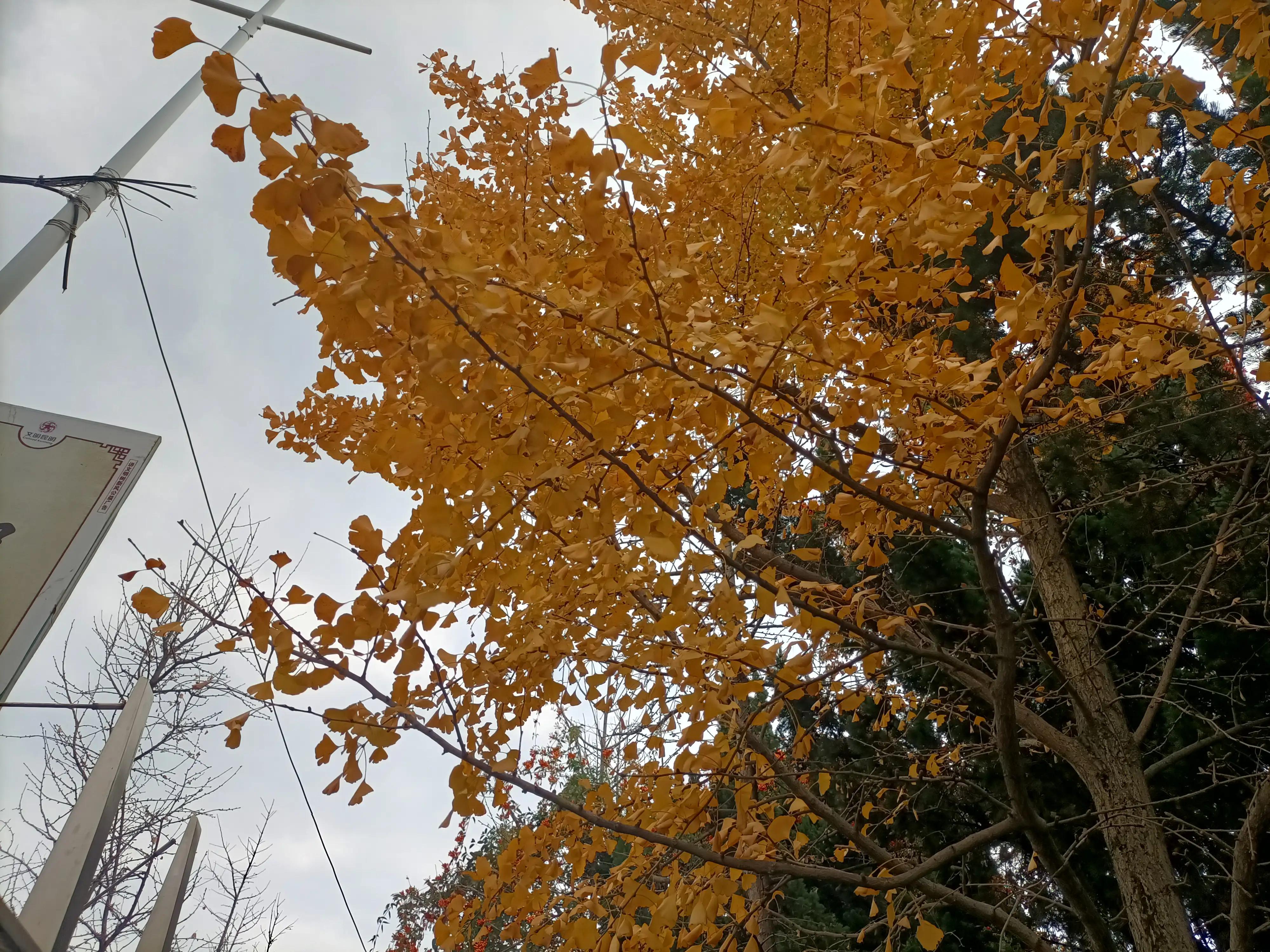 冬日的昆明美如春,这才是昆明四季如春的样子