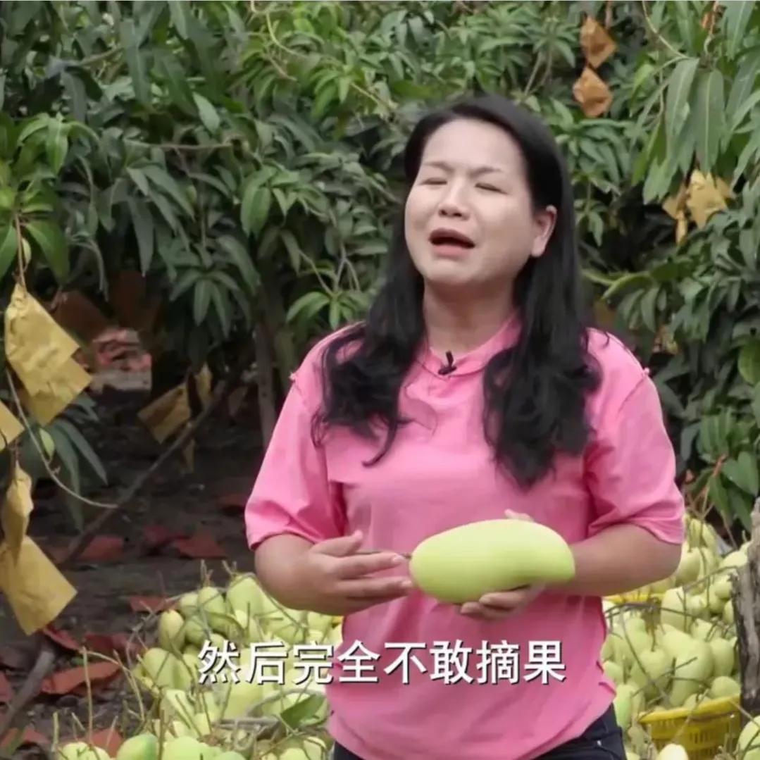 海南女子靠一种不被看好的芒果年入1000多万！人无我有，人有我精