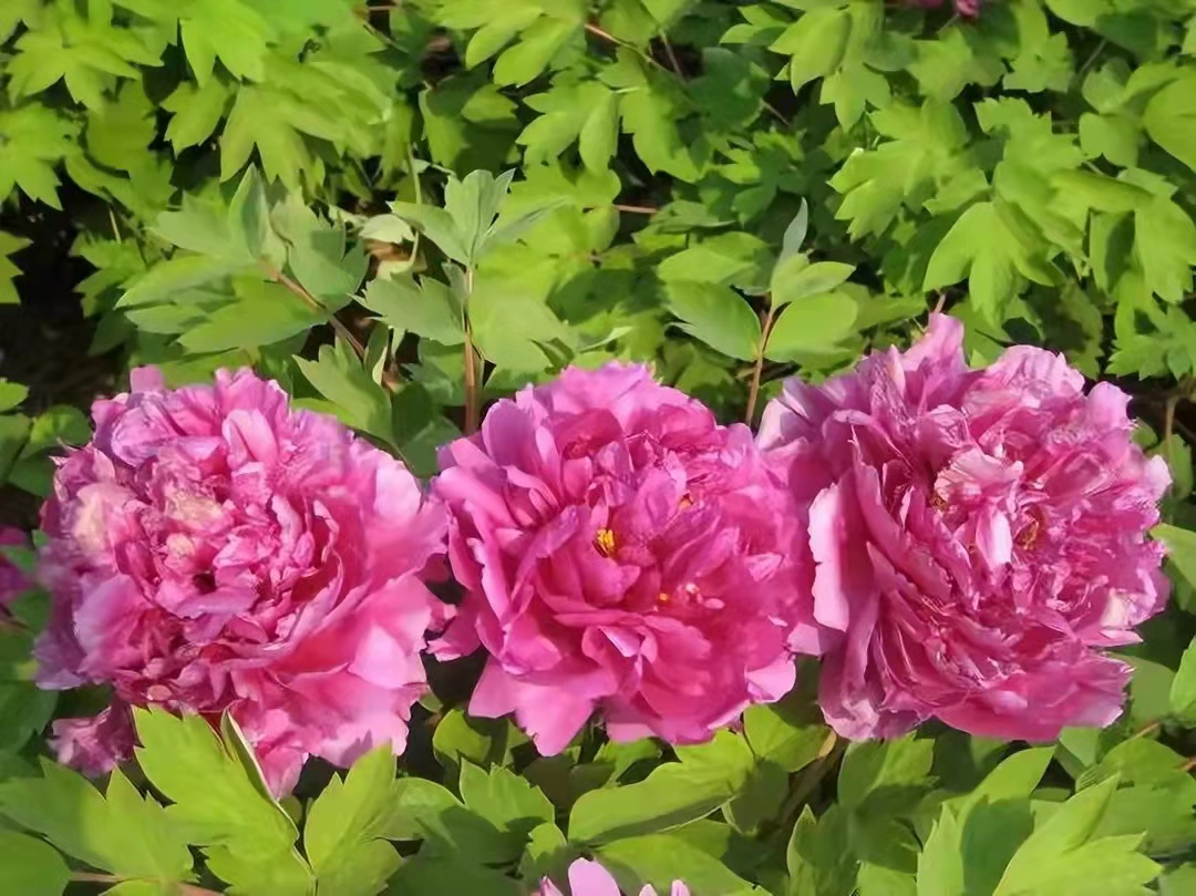 合肥高中什么时候选科分班,合肥的高中是如何择校的