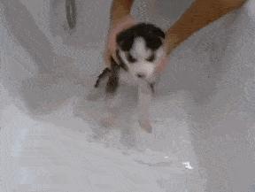 隔壁邻居偷了我家的狗,隔壁邻居偷我家狗