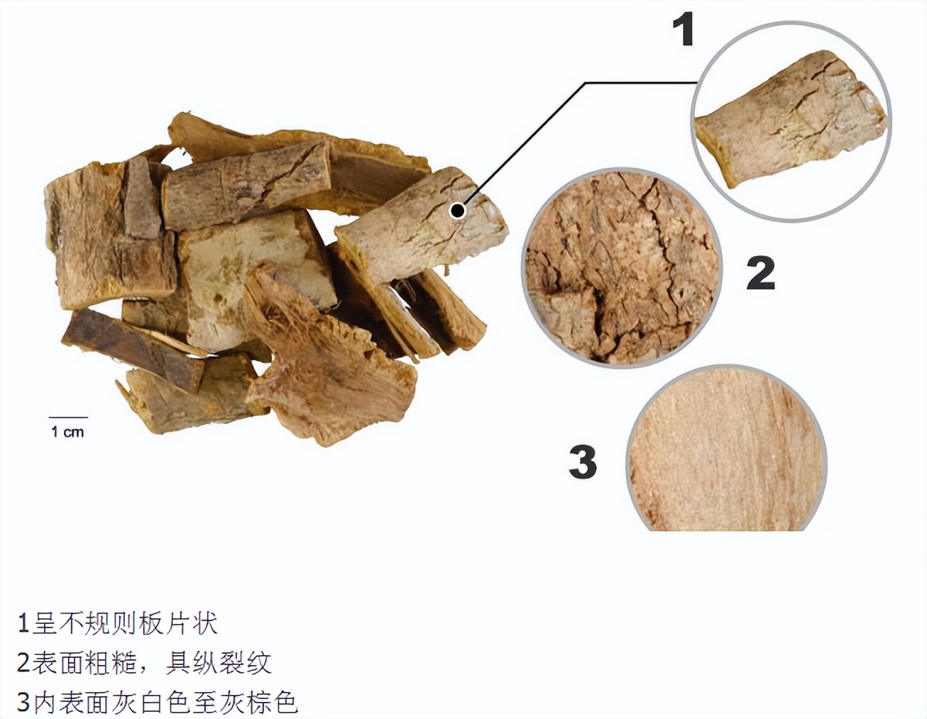 土荆皮显微鉴别图片,什么代替土荆皮