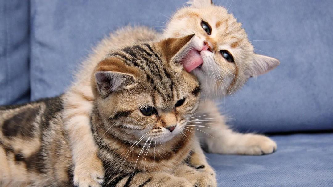 猫咪呕吐的原因和解决方法,猫咪呕吐到医院检查什么