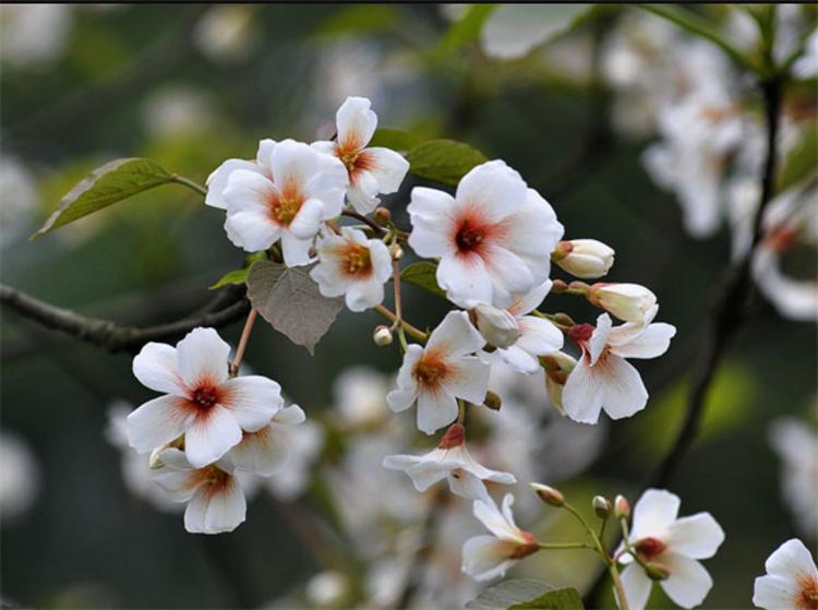 七夕节，不止用玫瑰“我爱你”，还有10种国产花卉，代表不俗的爱