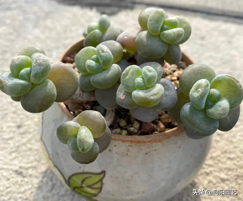 法师多肉叶子软了怎么回事,多肉叶插叶子软了怎么办