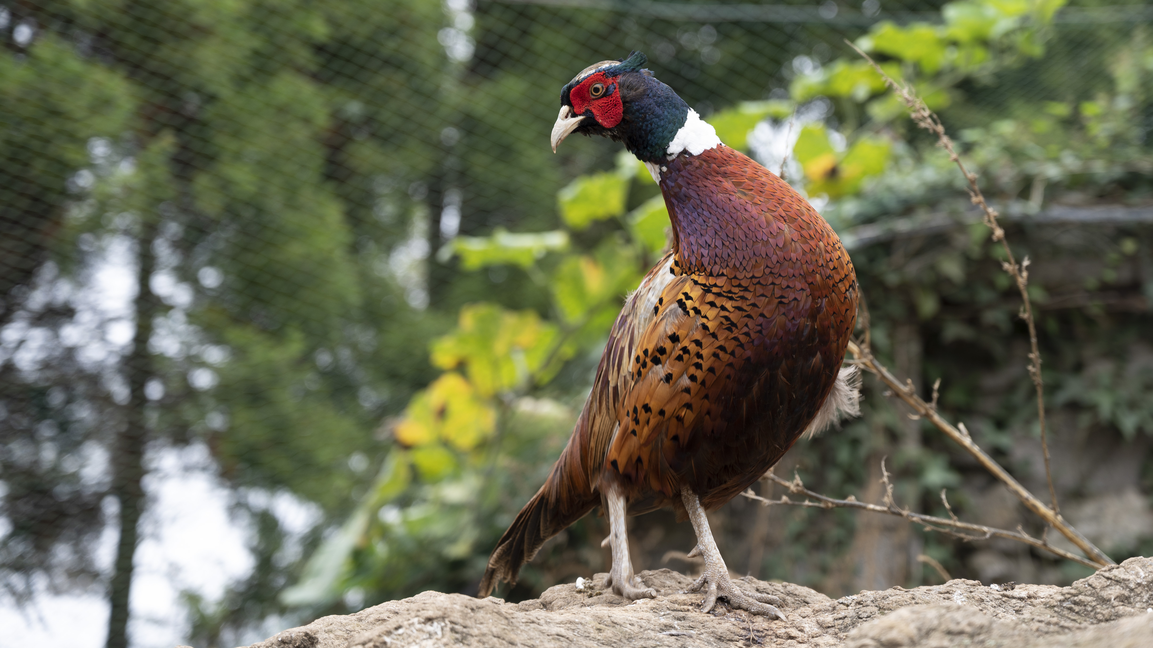 好斗的野鸡：采取太极选手的打法，对视几分钟，胜负只一秒
