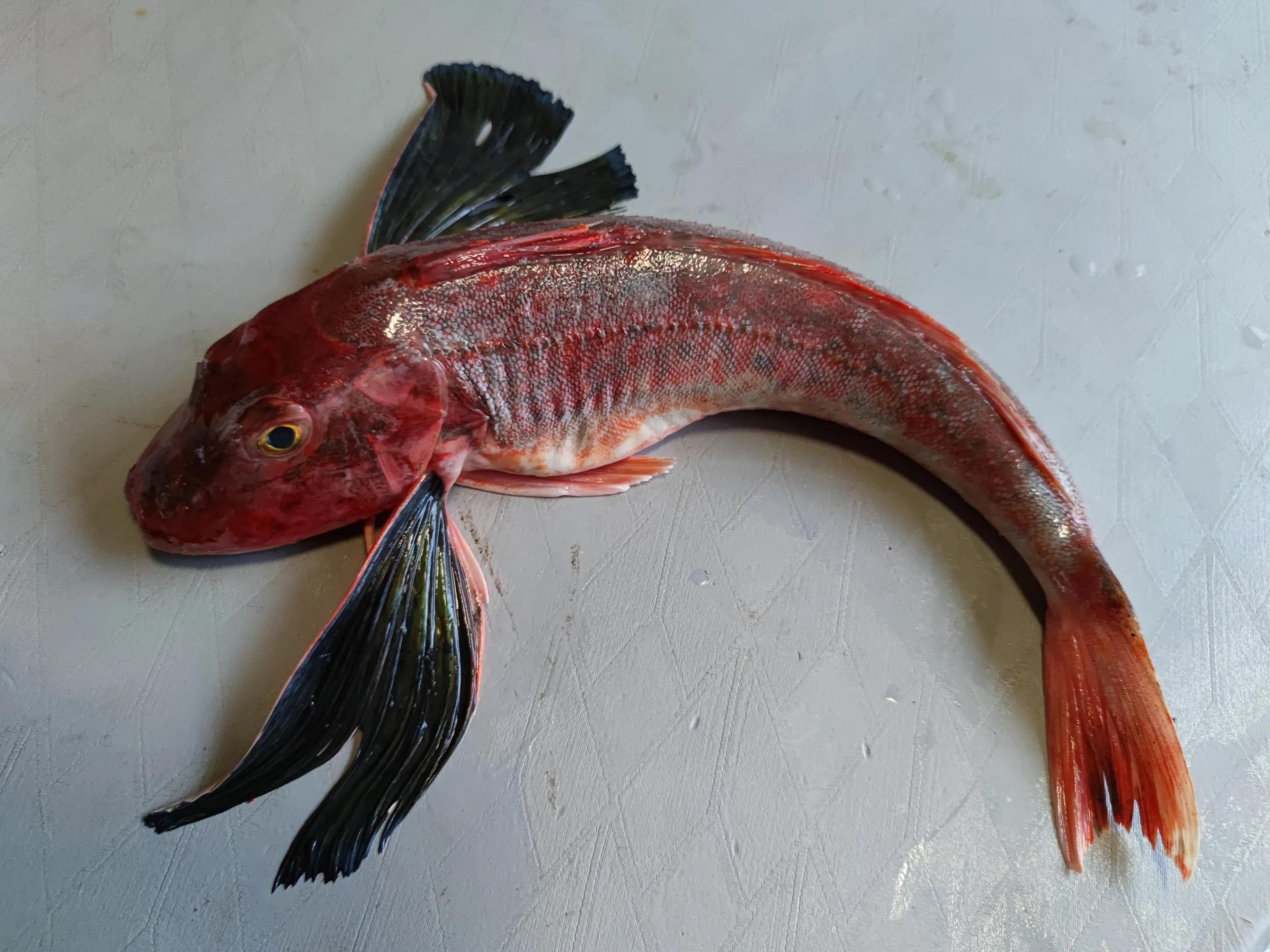 小雪节气的时令海鲜,便宜又好吃的海鱼有哪些