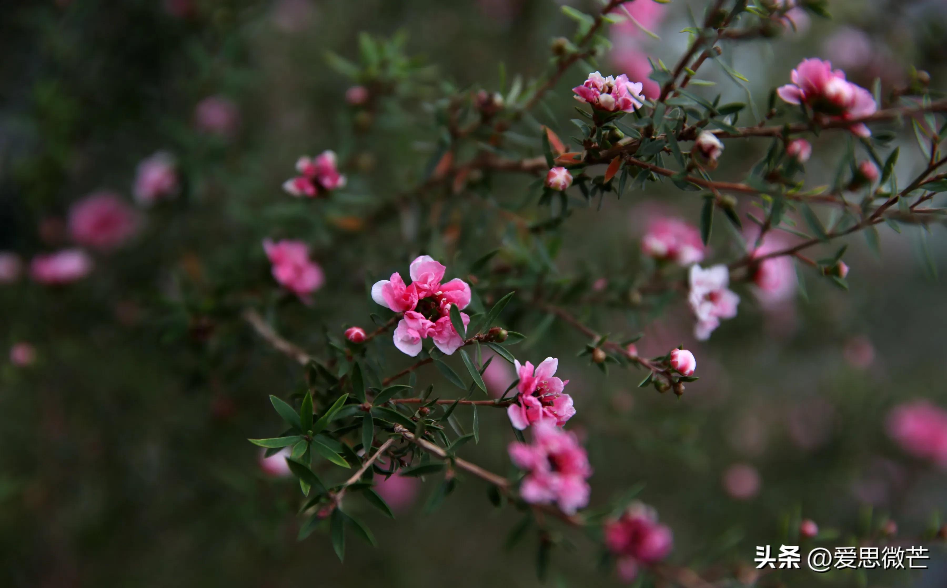 松红梅和梅花的区别,松红梅与松针梅区别