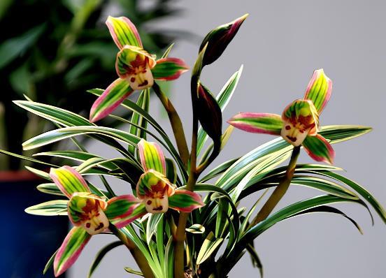 带一点金边的兰花是什么品种,叶宽且带金边的兰花