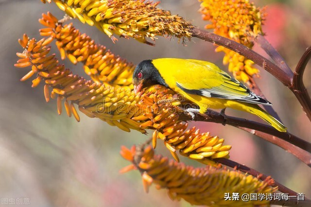 飞花令1000首必背诗词,飞花令古诗词1000句