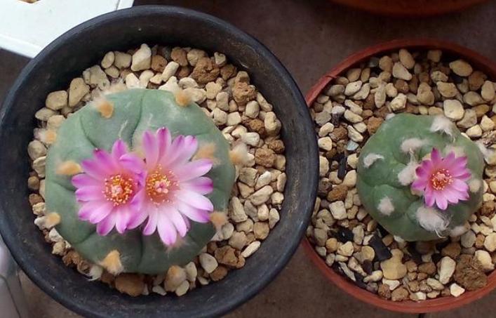 仙人球换盆的正确方法,仙人球换盆最佳方法