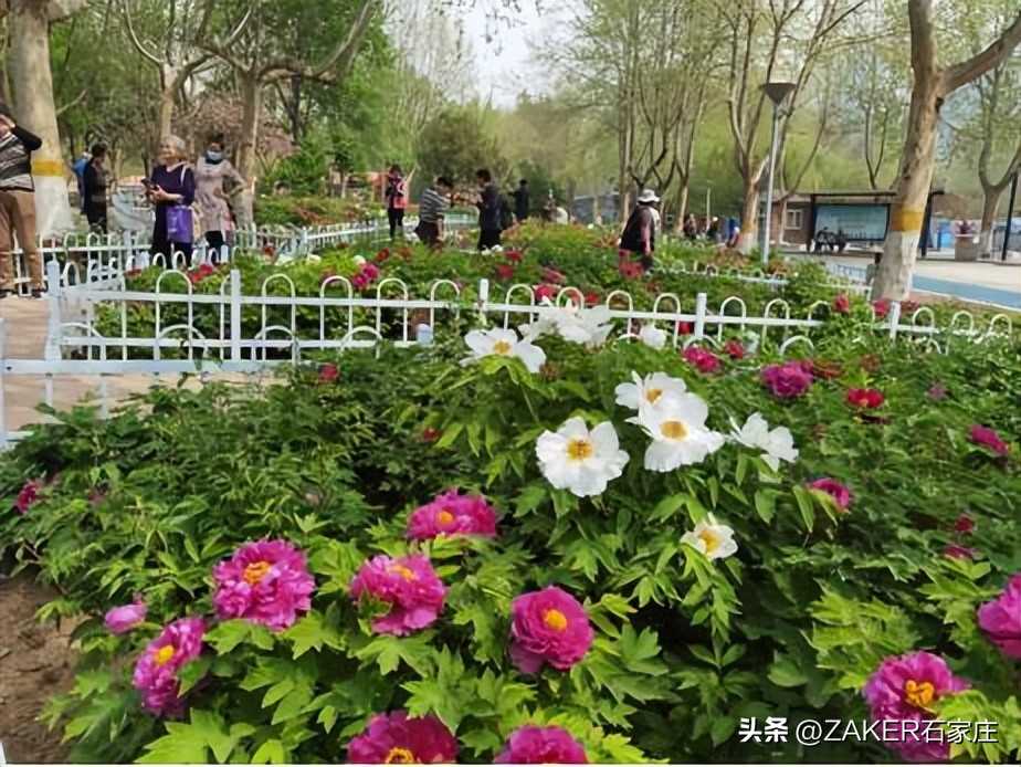 石家庄早新闻,早新闻完整内容