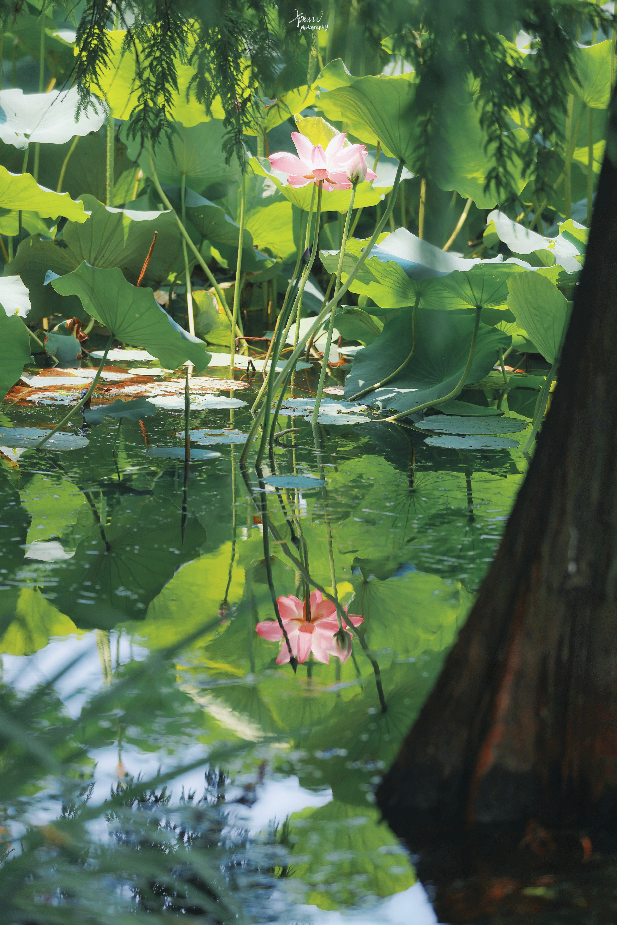 鑽疯姳鎽勫奖浣滃搧鍏ㄩ泦,鑽疯姳鎽勫奖浣滃搧閲戝