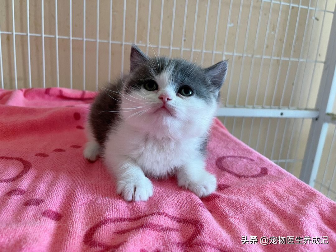 养1只英短蓝猫的注意事项,养蓝猫注意的事项