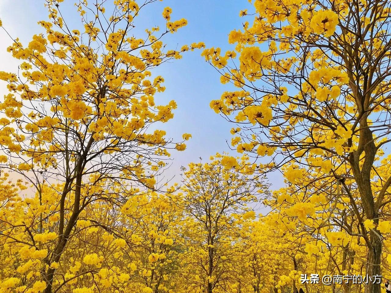 南宁风铃花真的太美了,南宁周边哪里最多黄风铃花