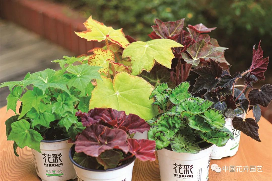 新兴的花卉盆栽,新兴花木盆景