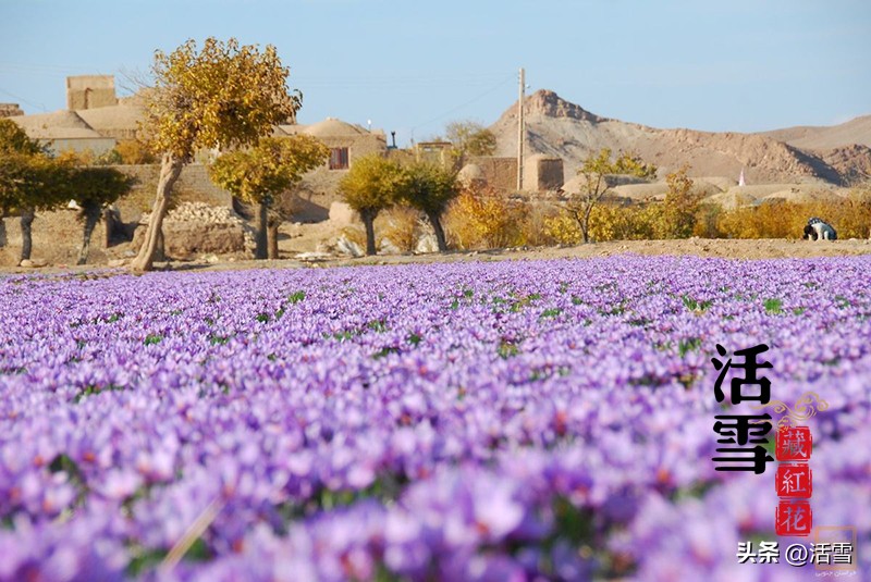 藏红花的产地哪里最正宗,国内最大的藏红花产地是哪里