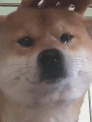 狗狗叫声的含义,狗狗的叫声像哭一样怎么回事