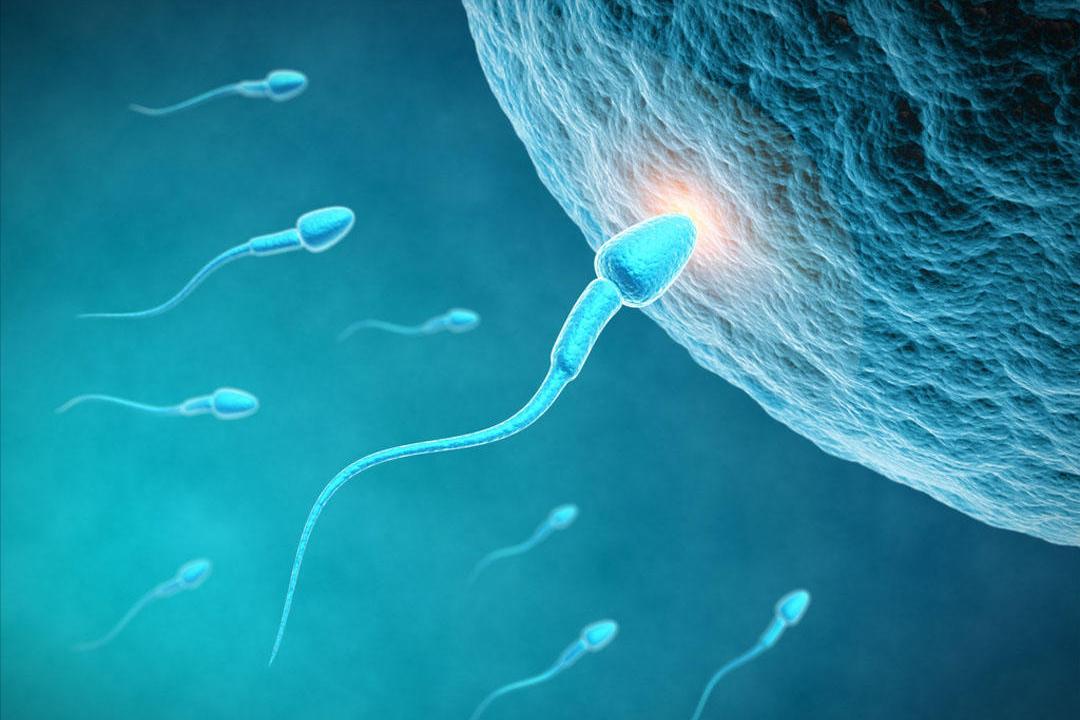 卵细胞和精子相遇会有什么变化,精子一二小时内会出现什么变化