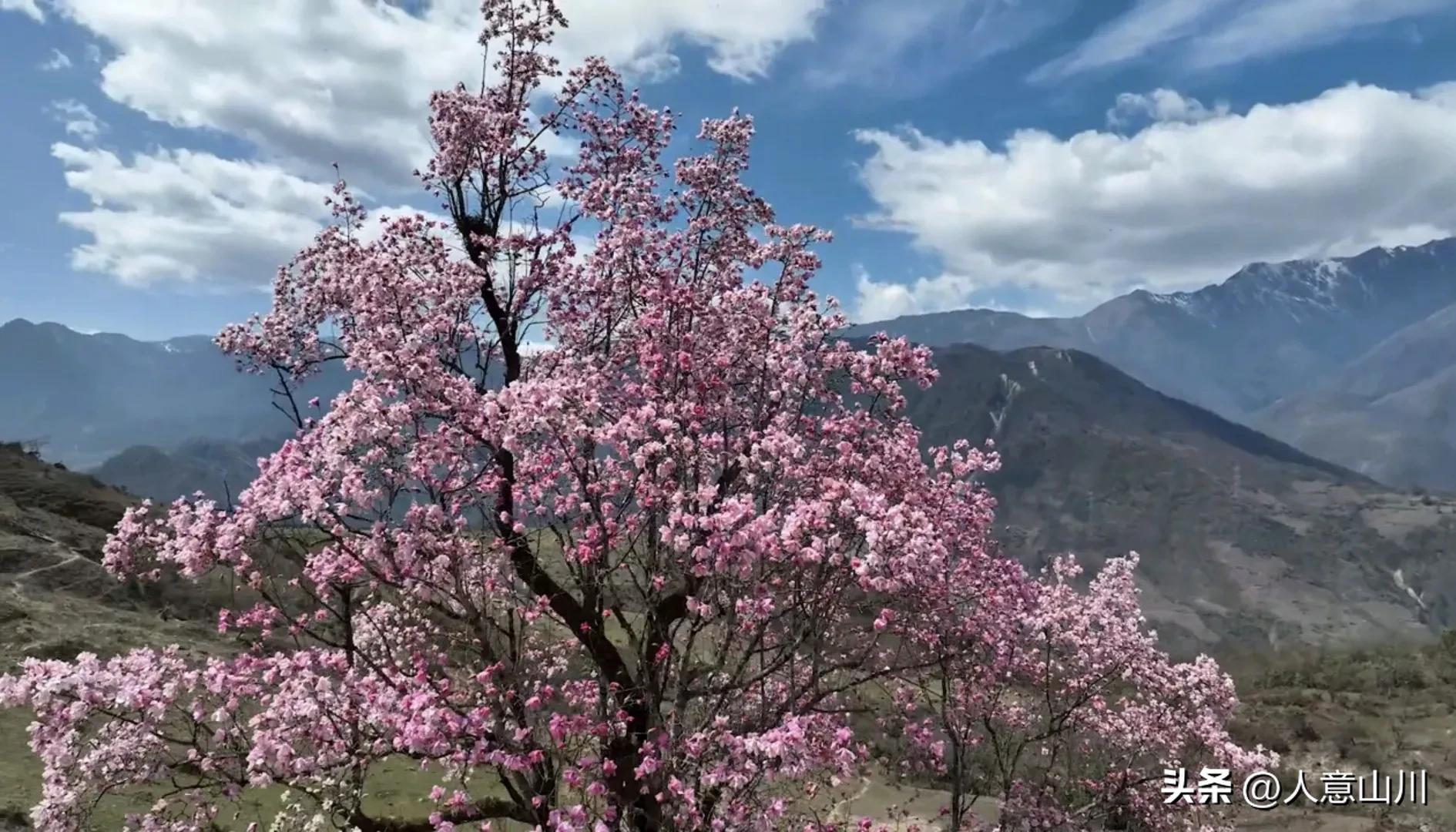 关于木兰花的故事,木兰花的故事