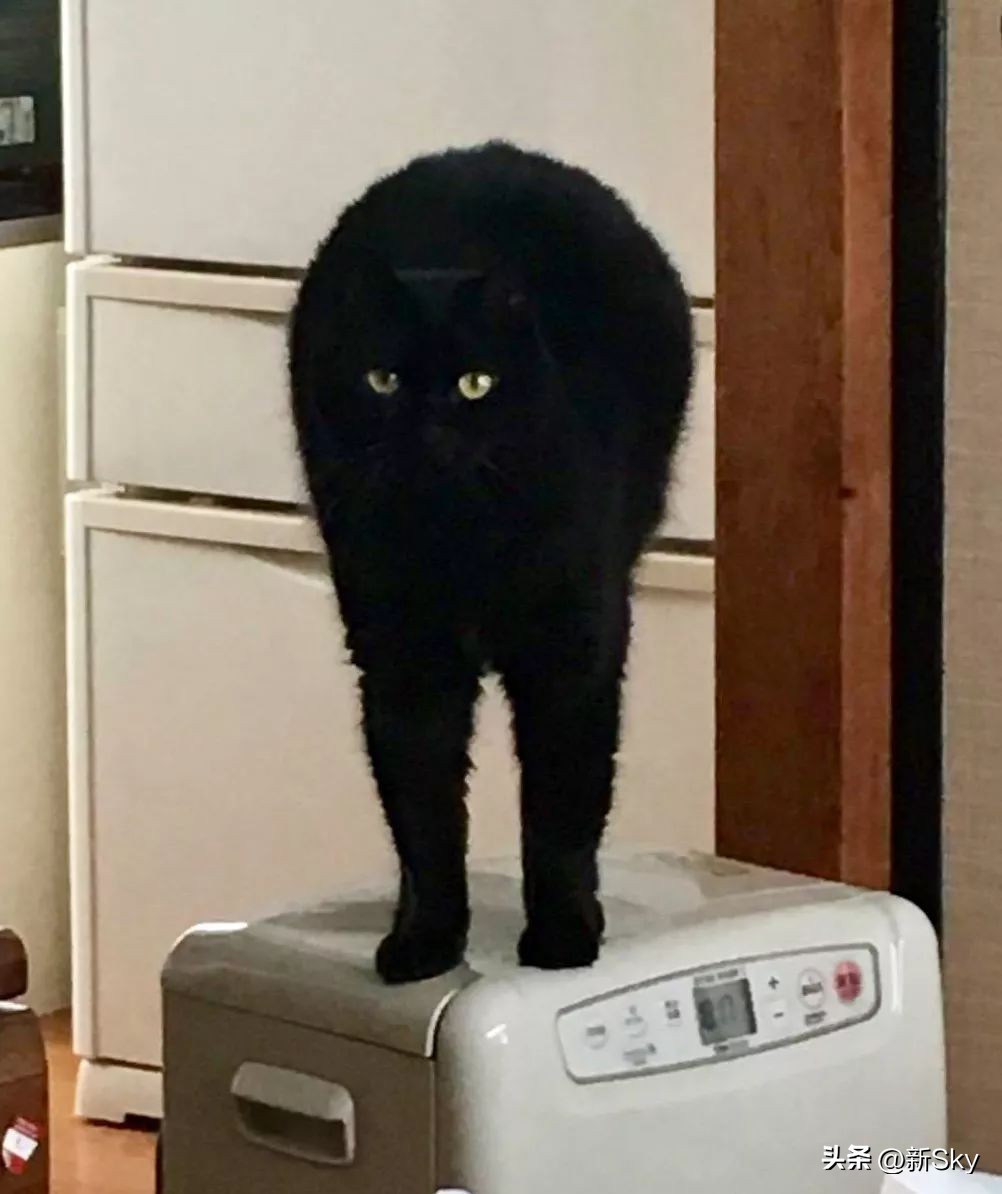 哈哈哈，这个神经手办又双叒更新了，笑惨我了