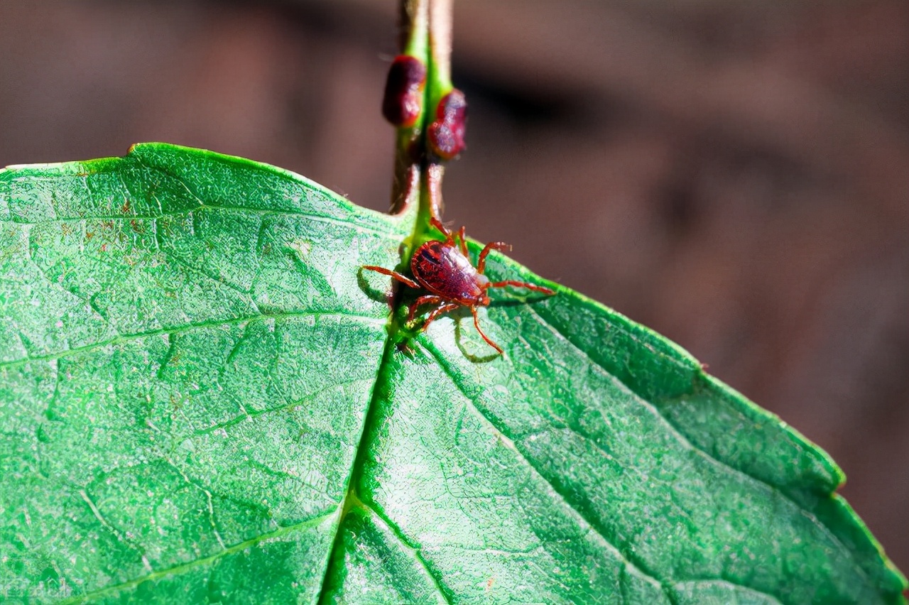麻烦的狩猎者——小小蜱虫不可大意